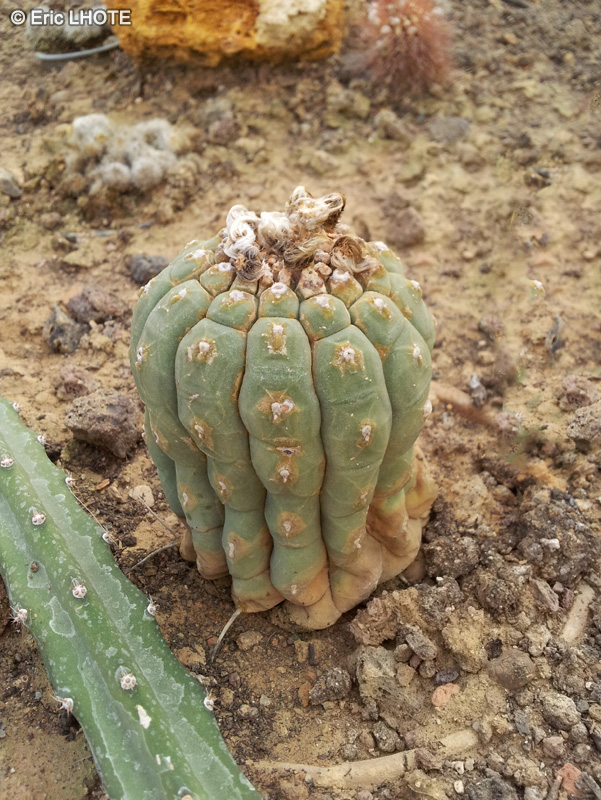  - Matucana madisoniorum - 