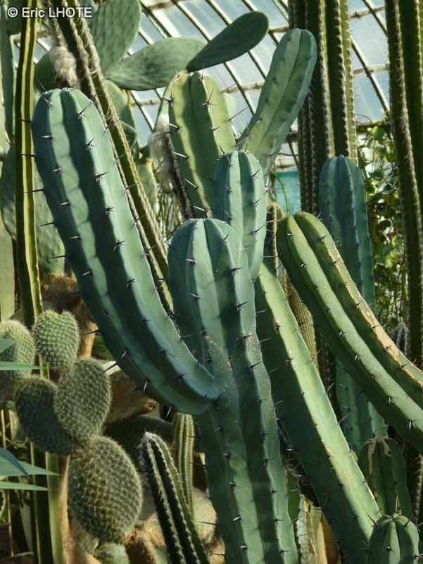  - Myrtillocactus geometrizans - 