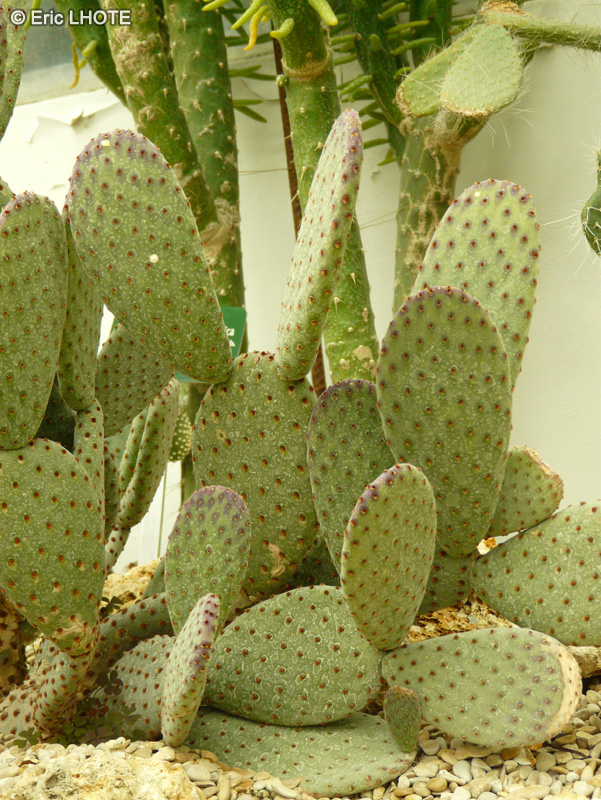 Cactaceae - Opuntia basilaris x sanguinea - Queue de castor