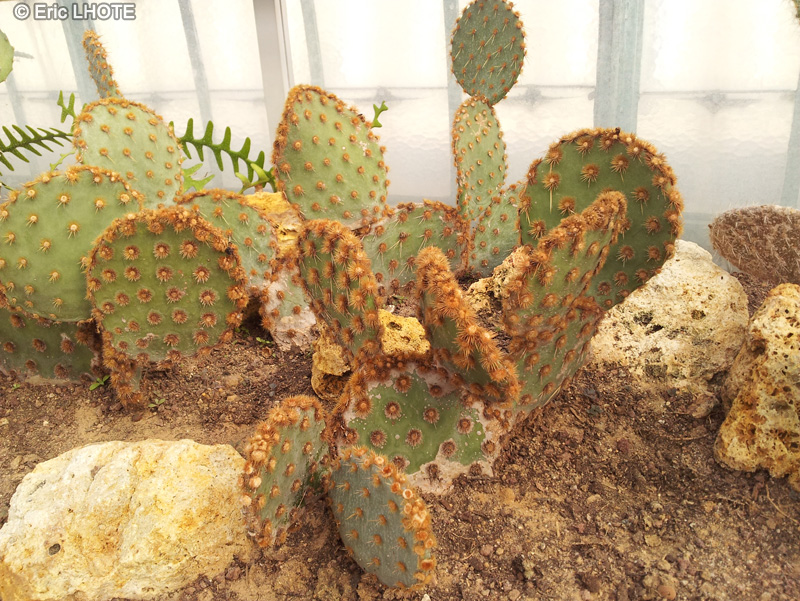 Cactaceae - Opuntia engelmannii subsp. aciculata - Cowboy’s red whiskers, Oponce