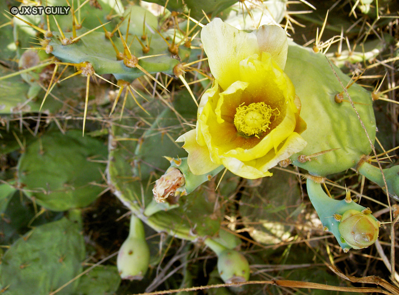 Cactaceae - Opuntia ficus-indica - Figuier de Barbarie, Raquette, Oponce