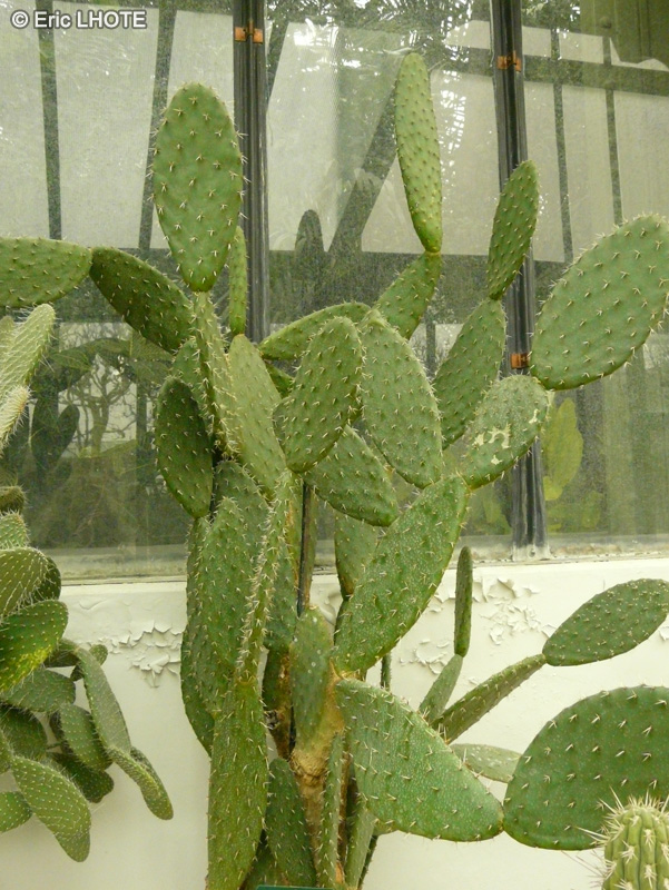 - Opuntia leucotricha - 