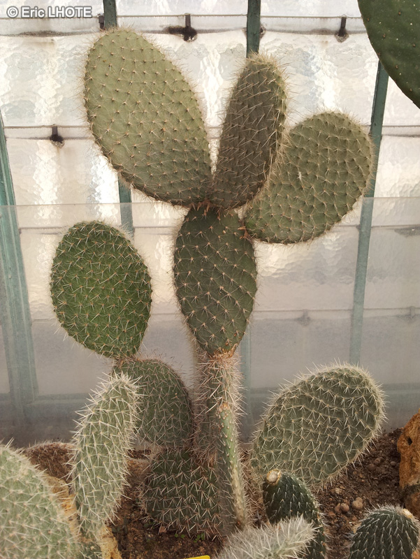 Cactaceae - Opuntia pailana - Oponce