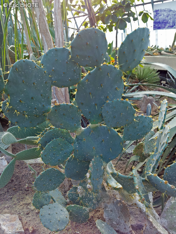 Cactaceae - Opuntia phaecantha - Oponce, Tulip prickly pear, Desert prickly pear