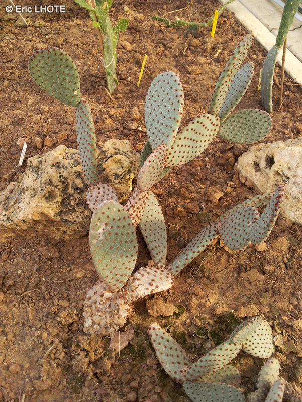  - Opuntia rufida - 