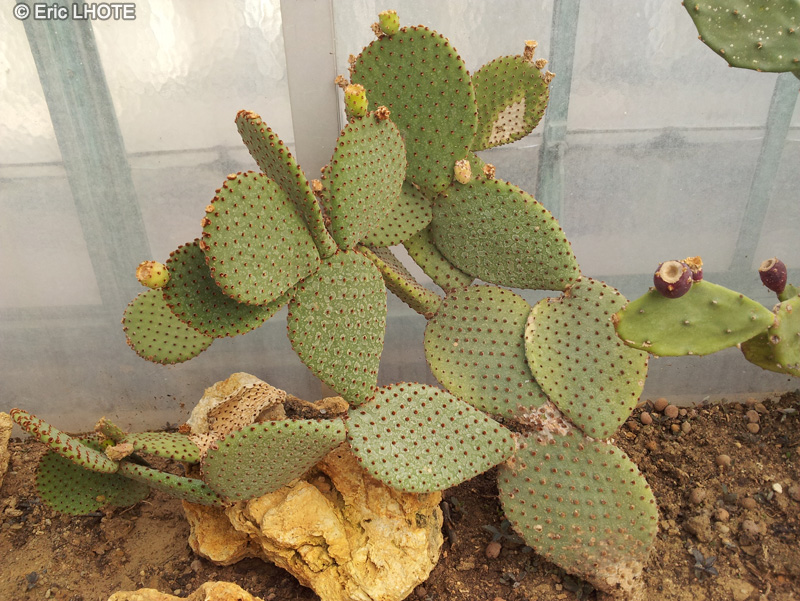 - Opuntia vulgaris - 