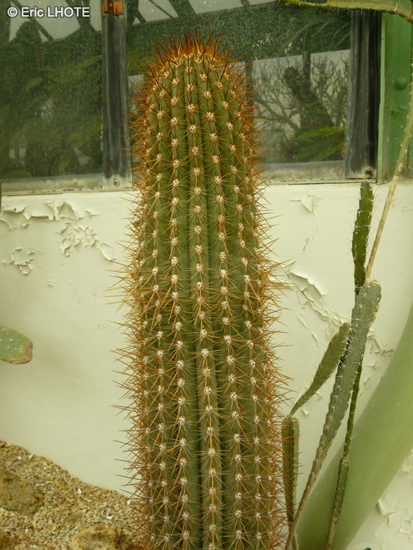  - Oreocereus celsianus - 