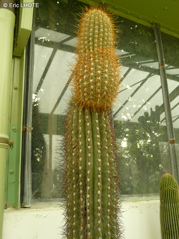 Cactaceae - Oreocereus leucotrichus - Chastudo