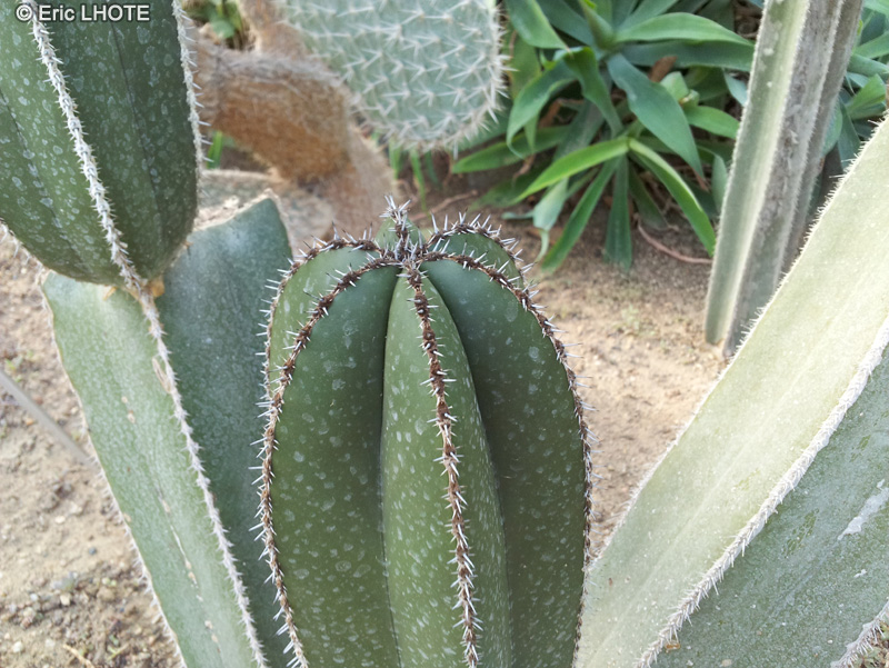  - Pachycereus marginatus - 