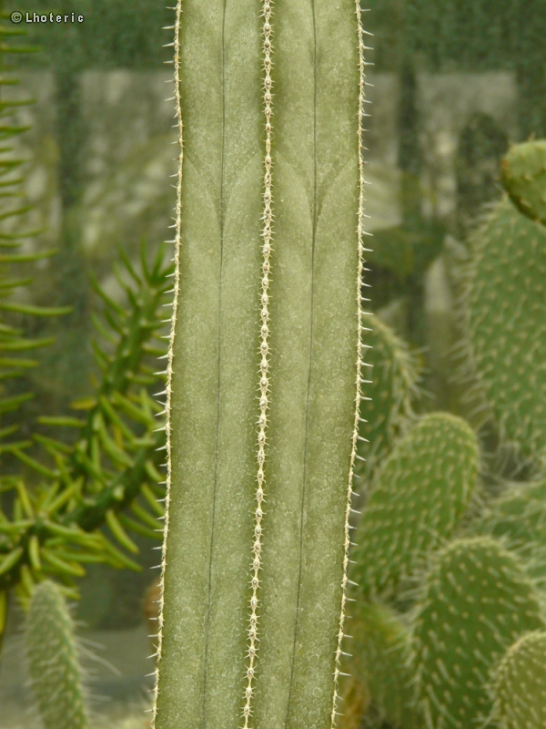  - Pachycereus marginatus - 