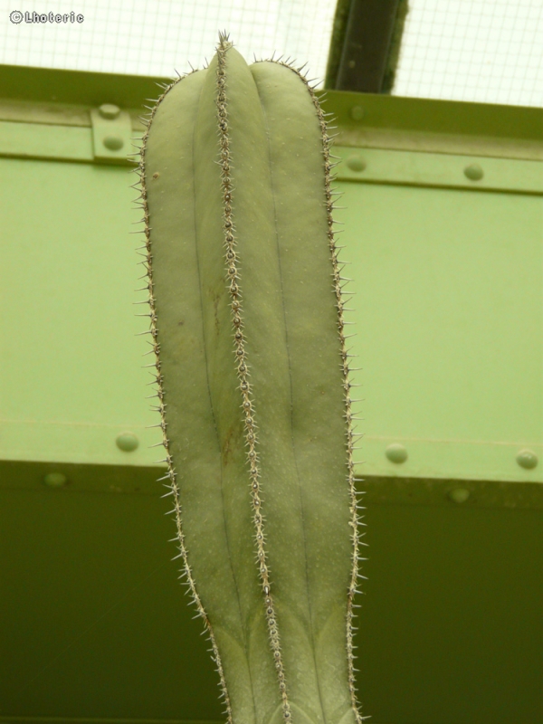  - Pachycereus marginatus - 