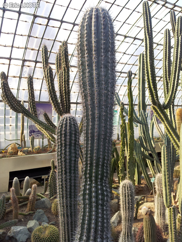  - Pachycereus pringlei - 