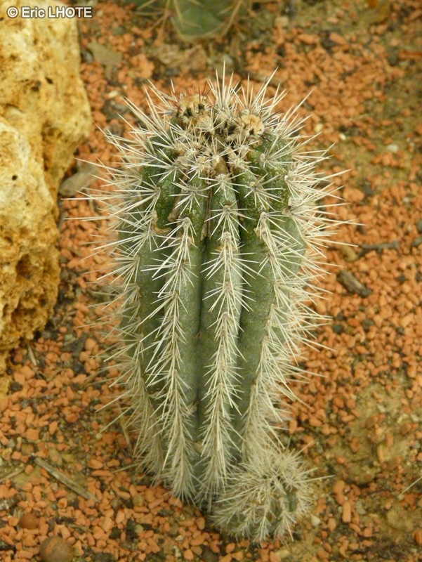  - Pachycereus pringlei - 