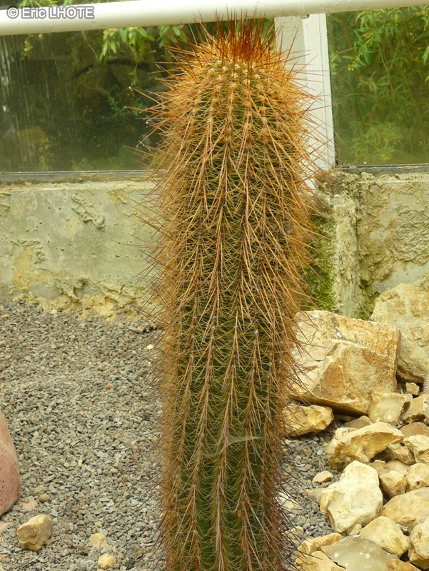Cactaceae - Pachycereus sp. - Pachycereus