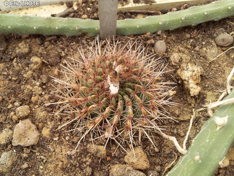 Cactaceae - Parodia herteri - Parodia