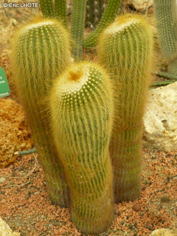 Cactaceae - Parodia leninghausii - Citron boule, Ballon d’or