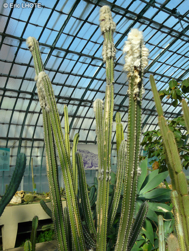  - Philosocereus leucocephalus - 