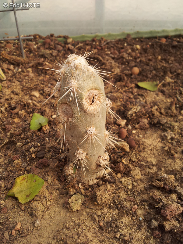 Cactaceae - Quiabentia chacoensis - Quiabentia