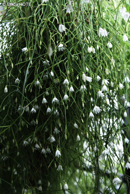  - Rhipsalis cassutha - 