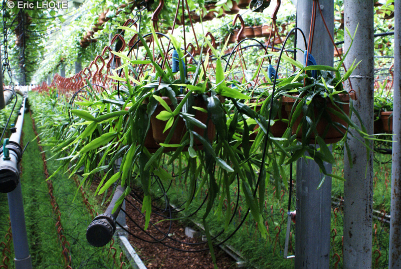 Cactaceae - Rhipsalis elliptica - Rhipsalis