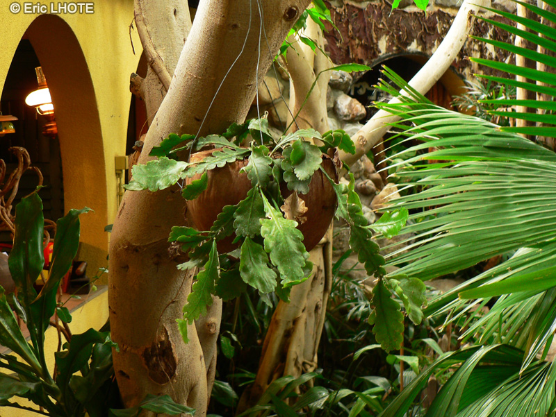  - Rhipsalis houlletiana - 