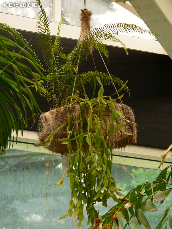 Cactaceae - Rhipsalis houlletiana - Rhipsalis