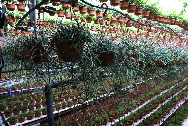  - Rhipsalis microcarpa - 