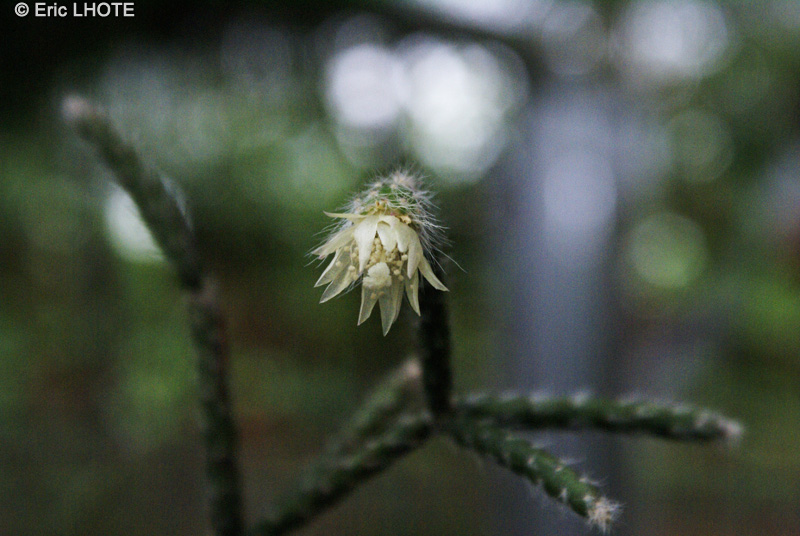  - Rhipsalis microcarpa - 