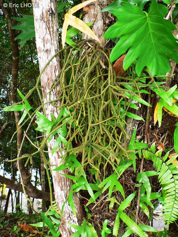  - Rhipsalis microcarpa - 