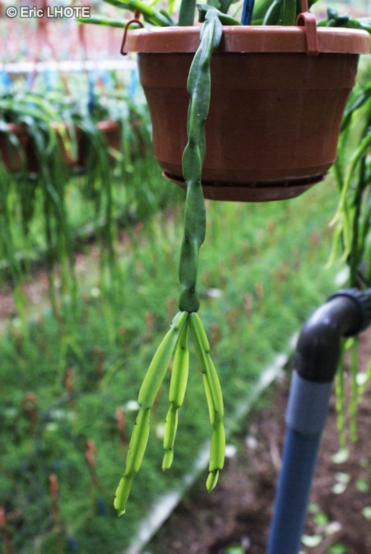  - Rhipsalis paradoxa - 