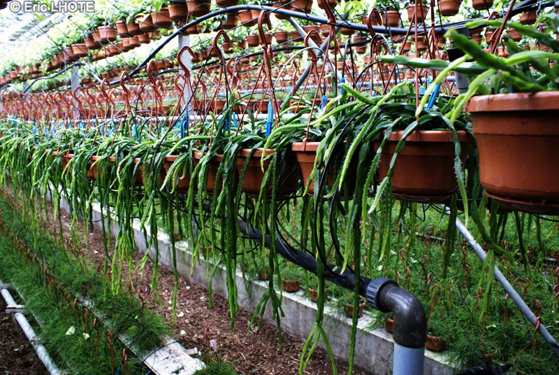 Cactaceae - Rhipsalis paradoxa - Rhipsalis