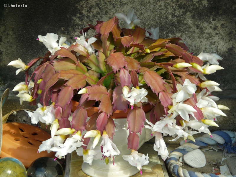  - Rhipsalis schlumbergera - 