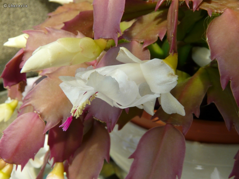  - Rhipsalis schlumbergera - 