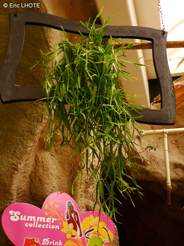 Cactaceae - Rhipsalis trigona - Rhipsalis