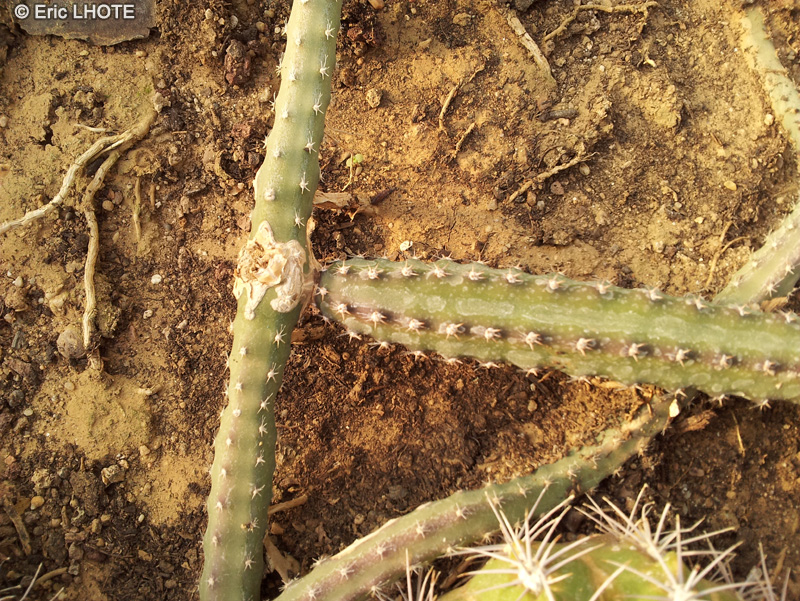  - Selenicereus grandiflorus - 