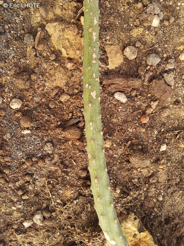 Cactaceae - Selenicereus hamatus - Reine de la nuit