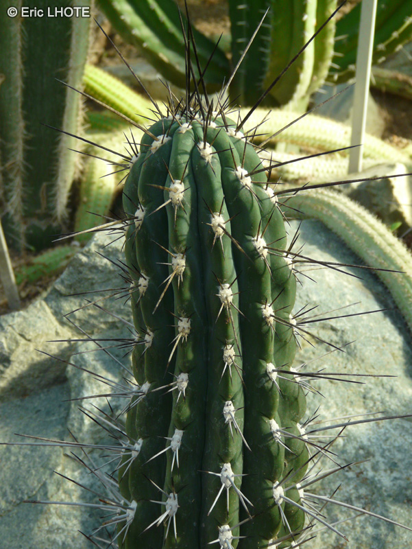 Cactaceae - Stetsonia coryne - Stetsonia