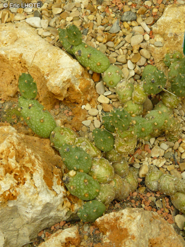 Cactaceae - Tephrocactus articulatus - Tephrocactus