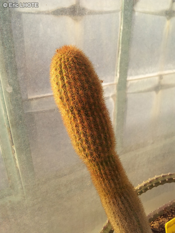 Cactaceae - Weberbauerocereus johnsonii - Golden column