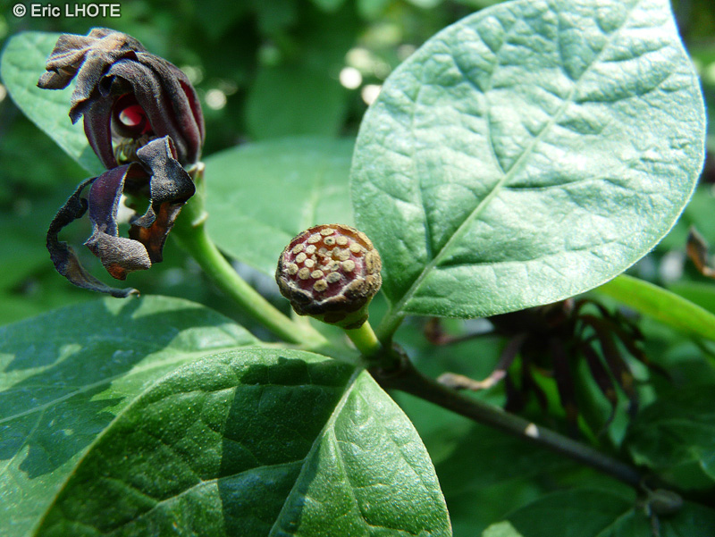  - Calycanthus fertilis - 
