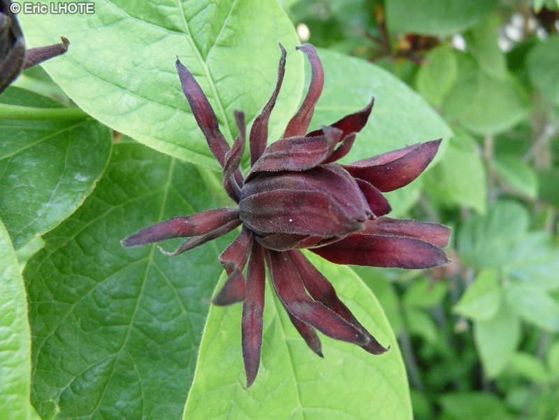 Calycanthaceae - Calycanthus fertilis - Calycanthe, Arbre aux anémones
