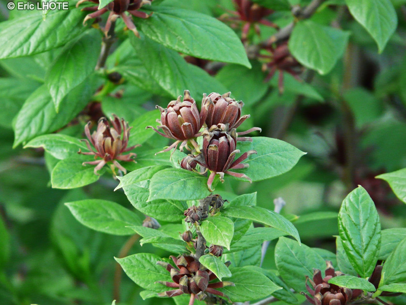  - Calycanthus floridus var. glaucus - 