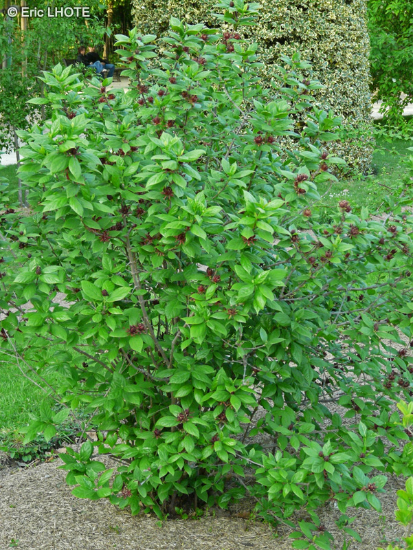Calycanthaceae - Calycanthus floridus var. glaucus - Arbre Pompadour, Arbre aux Anémones