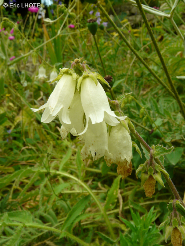  - Campanula alliariifolia - 