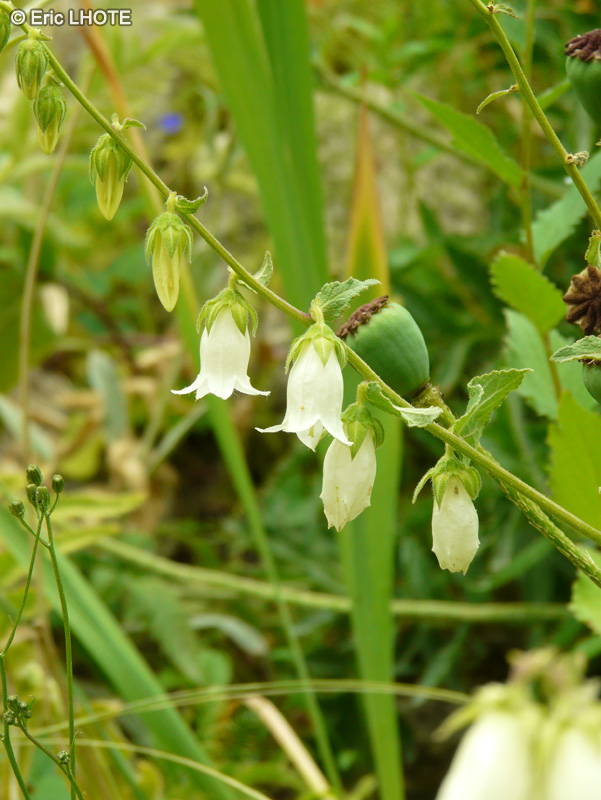  - Campanula alliariifolia - 