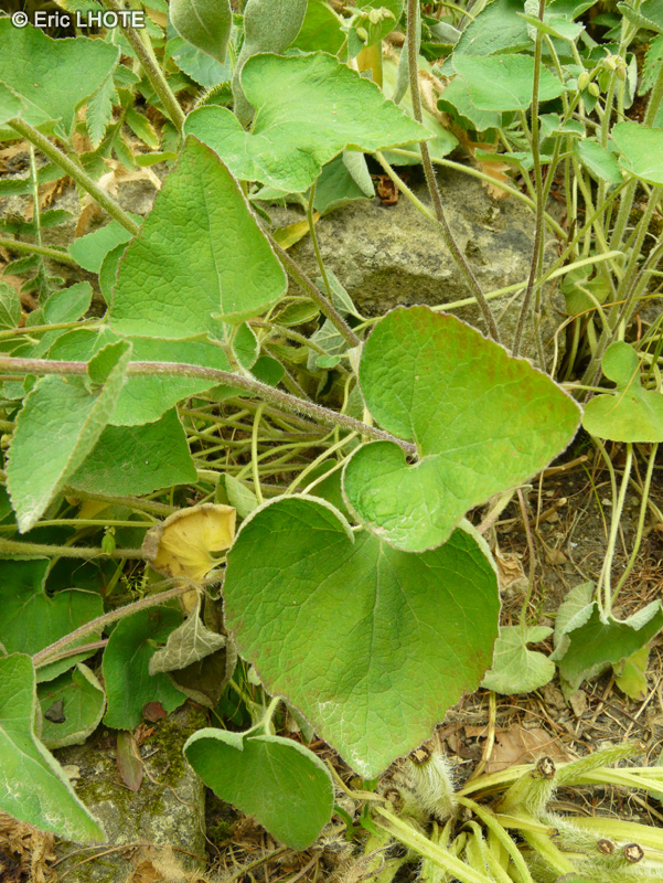 - Campanula alliariifolia - 
