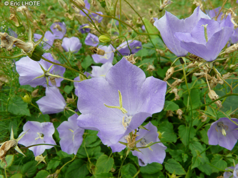  - Campanula carpatica - 