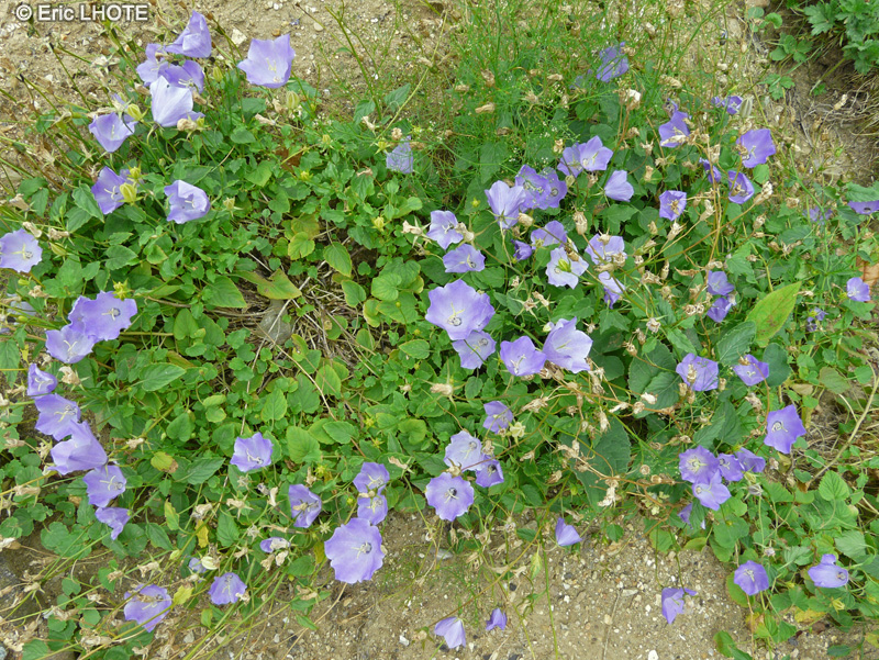 Campanulaceae - Campanula carpatica - Campanule des Carpates