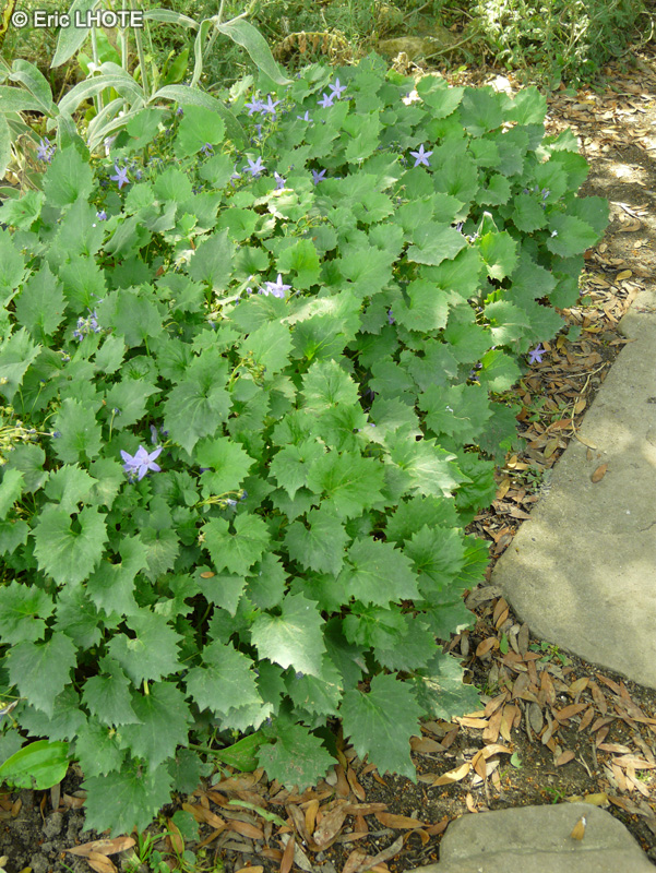 Campanulaceae - Campanula fenestrellata - Campanule