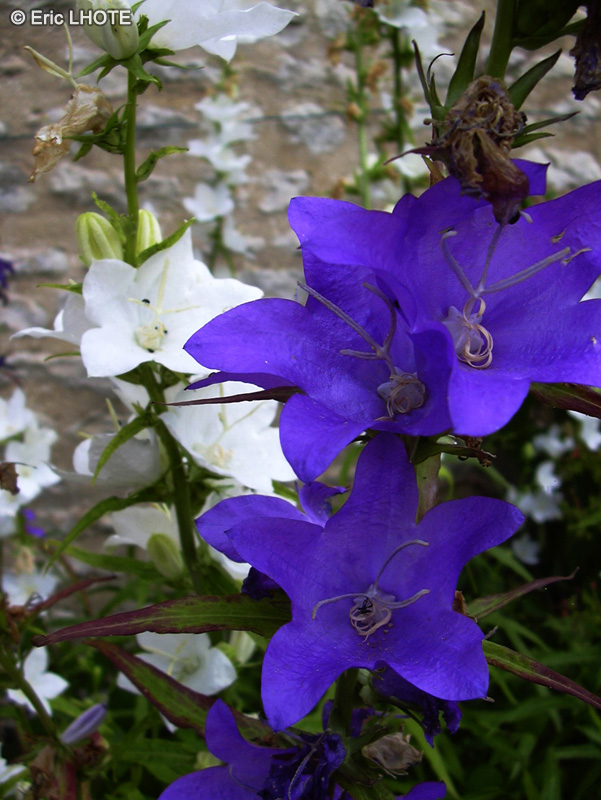  - Campanula persicifolia - 